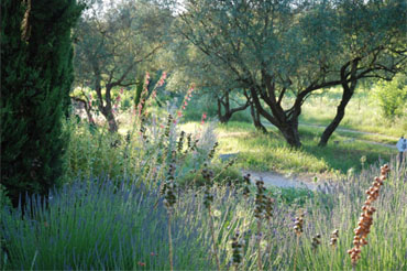 Dry mediterranean garden